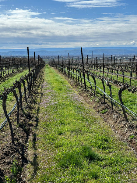 LODI RULES – Sustainability in Washington through the lens of Dineen Vineyards