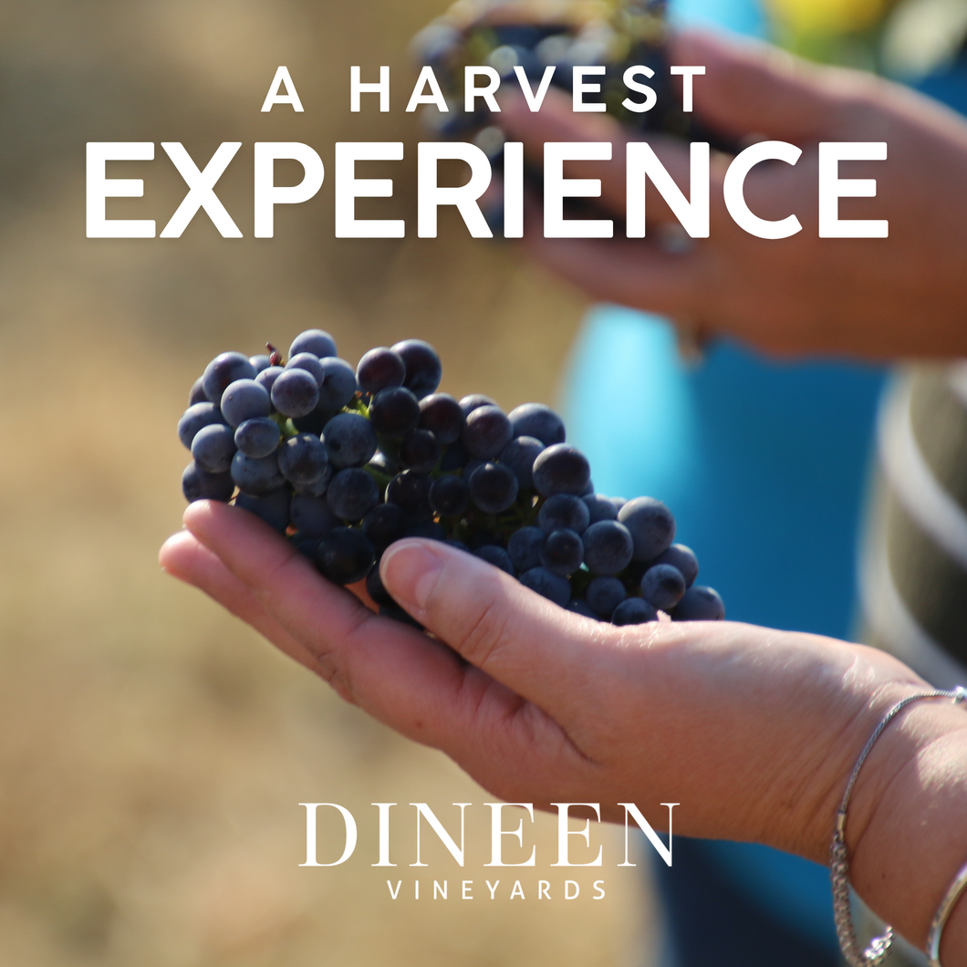 Harvest Experience 2025